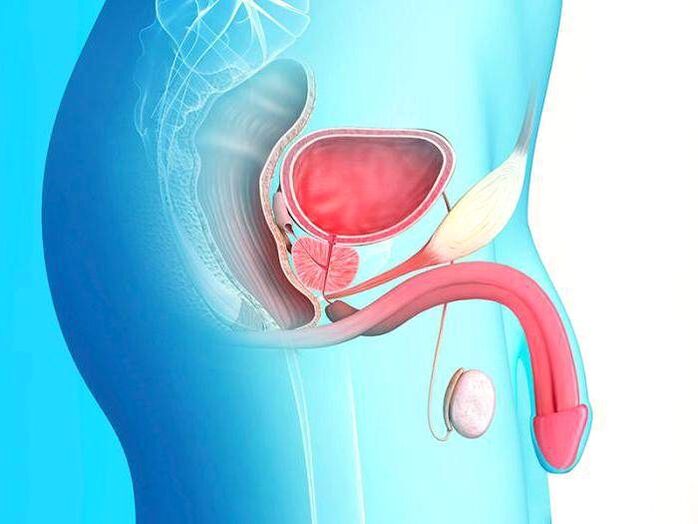 pénis et son allongement par chirurgie